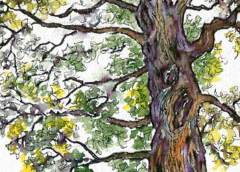 "Imperial Garden Tree" by Sandy Isely, Ashland WI - Watercolor & Pen